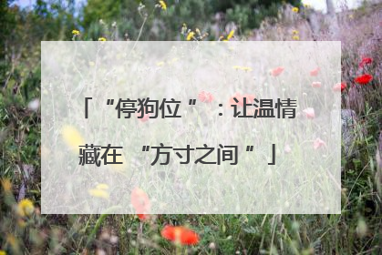 “停狗位 ”：让温情藏在 “方寸之间 ”