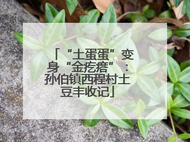 “土蛋蛋”变身“金疙瘩”：孙伯镇西程村土豆丰收记