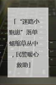 “迷路小狍崽”落单蜷缩草丛中，民警暖心救助