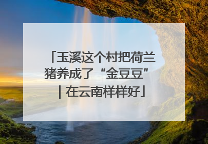 玉溪这个村把荷兰猪养成了“金豆豆”｜在云南样样好