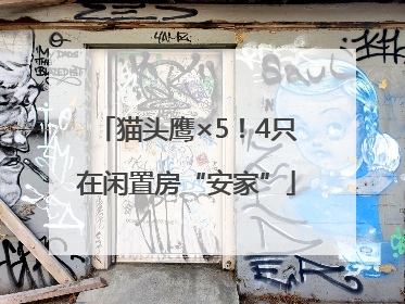 猫头鹰×5！4只在闲置房“安家”