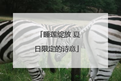 睡莲绽放 夏日限定的诗意