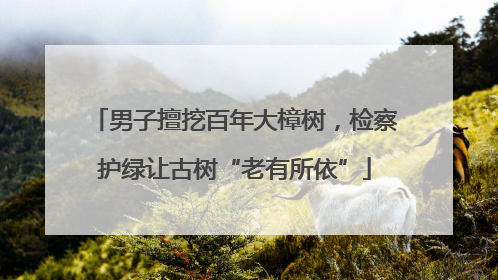男子擅挖百年大樟树，检察护绿让古树“老有所依”
