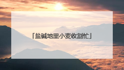 盐碱地里小麦收割忙