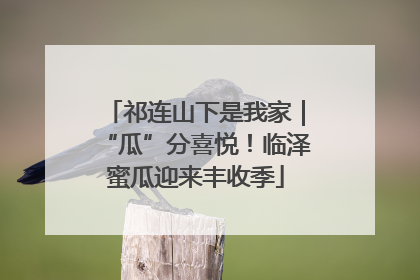 祁连山下是我家｜“瓜”分喜悦！临泽蜜瓜迎来丰收季