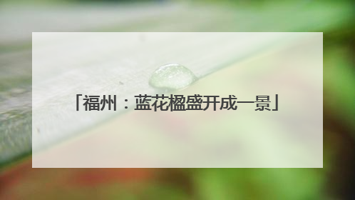 福州：蓝花楹盛开成一景
