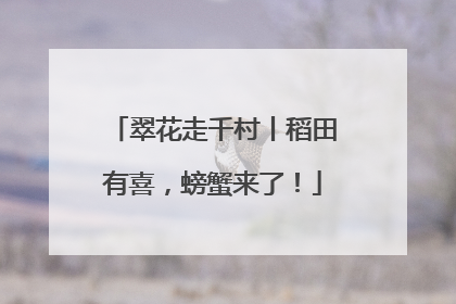 翠花走千村丨稻田有喜，螃蟹来了！