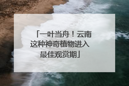 一叶当舟！云南这种神奇植物进入最佳观赏期