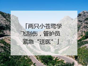两只小苍鹭学飞刮伤，管护员紧急“送医”