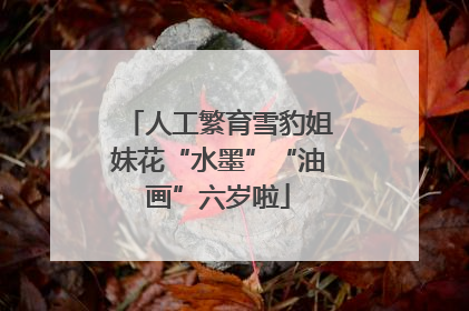 人工繁育雪豹姐妹花“水墨”“油画”六岁啦