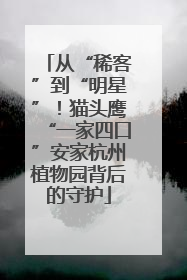 从“稀客”到“明星”！猫头鹰“一家四口”安家杭州植物园背后的守护