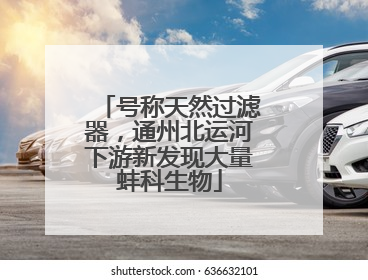 号称天然过滤器，通州北运河下游新发现大量蚌科生物