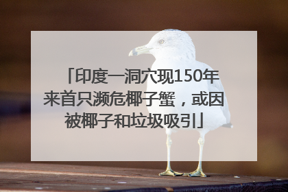 印度一洞穴现150年来首只濒危椰子蟹，或因被椰子和垃圾吸引