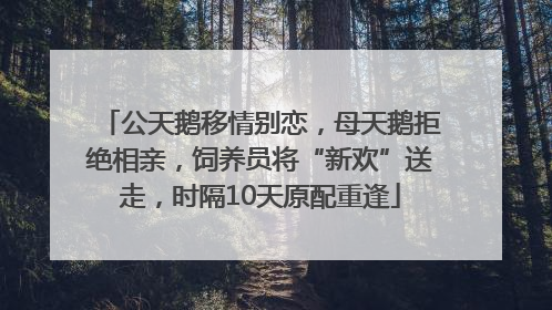 公天鹅移情别恋，母天鹅拒绝相亲，饲养员将“新欢”送走，时隔10天原配重逢