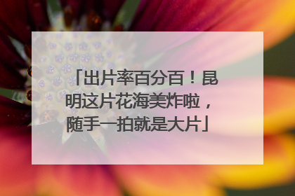 出片率百分百！昆明这片花海美炸啦，随手一拍就是大片