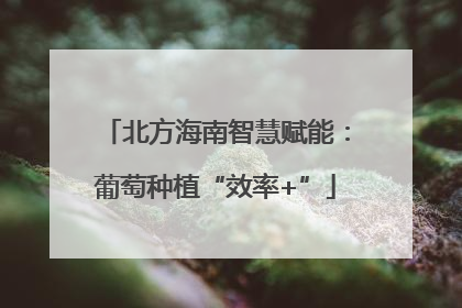 北方海南智慧赋能：葡萄种植“效率+”