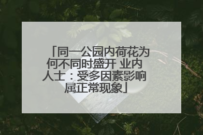 同一公园内荷花为何不同时盛开 业内人士：受多因素影响 属正常现象