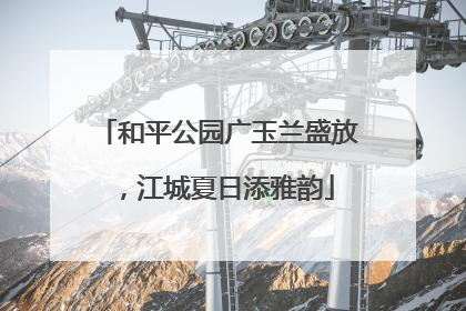 和平公园广玉兰盛放，江城夏日添雅韵