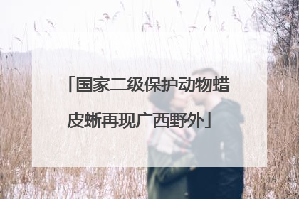 国家二级保护动物蜡皮蜥再现广西野外