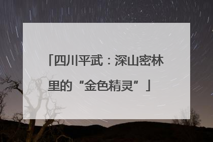 四川平武：深山密林里的“金色精灵”