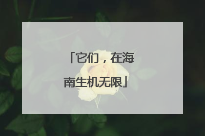 它们，在海南生机无限