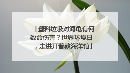 塑料垃圾对海龟有何致命伤害？世界环境日，走进开普敦海洋馆