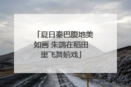 夏日秦巴腹地美如画 朱鹮在稻田里飞舞嬉戏