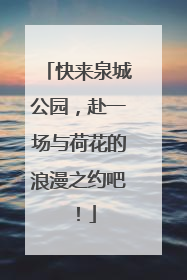 快来泉城公园，赴一场与荷花的浪漫之约吧！