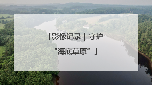 影像记录｜守护“海底草原”