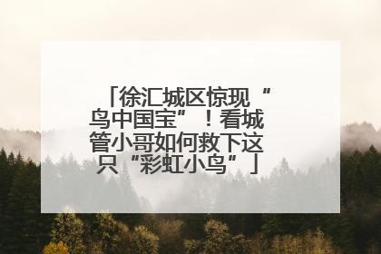 徐汇城区惊现“鸟中国宝”！看城管小哥如何救下这只“彩虹小鸟”