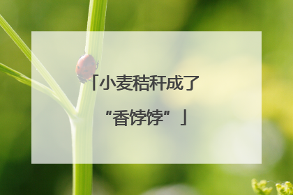 小麦秸秆成了“香饽饽”