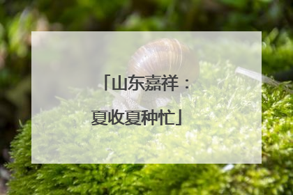 山东嘉祥：夏收夏种忙