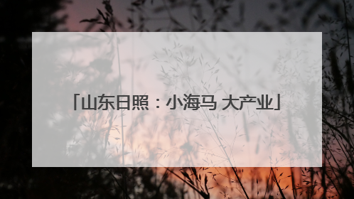 山东日照：小海马 大产业