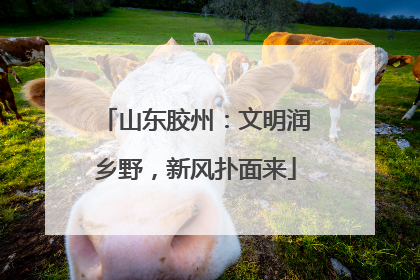 山东胶州：文明润乡野，新风扑面来
