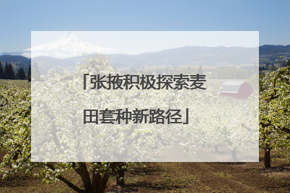 张掖积极探索麦田套种新路径