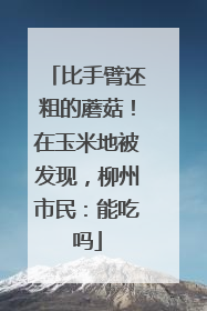比手臂还粗的蘑菇！在玉米地被发现，柳州市民：能吃吗