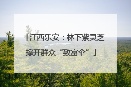 江西乐安：林下紫灵芝撑开群众“致富伞”