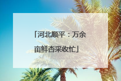 河北顺平：万余亩鲜杏采收忙