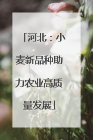 河北：小麦新品种助力农业高质量发展