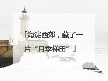 海淀西郊，藏了一片“月季梯田”