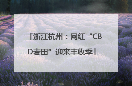 浙江杭州：网红“CBD麦田”迎来丰收季