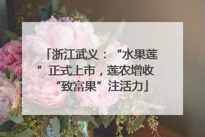 浙江武义：“水果莲”正式上市，莲农增收“致富果”注活力