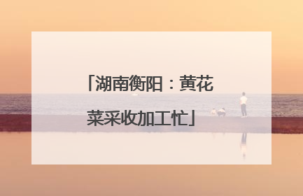 湖南衡阳：黄花菜采收加工忙