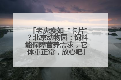 老虎瘦如“卡片”？北京动物园：饲料能保障营养需求，它体重正常，放心吧