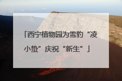 西宁植物园为雪豹“凌小蛰”庆祝“新生”