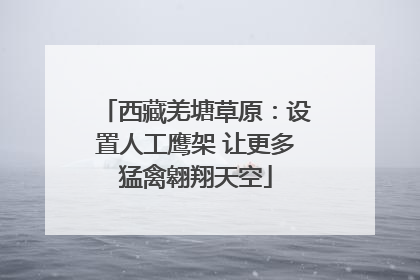 西藏羌塘草原：设置人工鹰架 让更多猛禽翱翔天空
