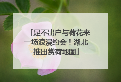 足不出户与荷花来一场浪漫约会！湖北推出赏荷地图