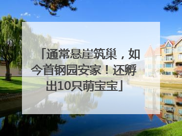 通常悬崖筑巢，如今首钢园安家！还孵出10只萌宝宝
