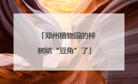 郑州植物园的梓树结“豆角”了