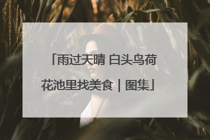雨过天晴 白头鸟荷花池里找美食｜图集